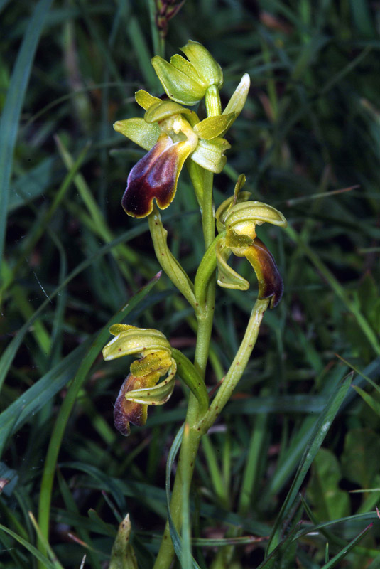 Ophrys fusca 18-05-10